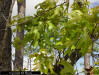 Image - Turkey oak (Quercus laevis) Leaf detail