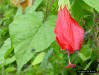 Turkscap Mallow (Malvaviscus penduliflorus DC) flower 