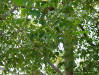 Image - West Indian Mahogany