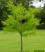 Young Bald cypress tree