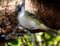 Blue headed Vireo hunting insects.