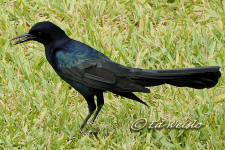 The Boat-tailed Grackle holding a Sable palm berry in its beak.