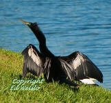 Anhinga spreads its wings to dry