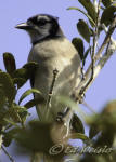 Picture of a Blue Jay (Cyanocitta cristata).