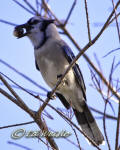 A Blue Jay (Cyanocitta cristata) perches with acorns it its mouth.