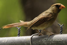A female Cardinal perched on a fence.