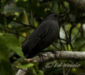 Gray catbird perched in a thicket.