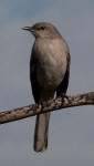 Northern mockingbird - Mimus polyglottos