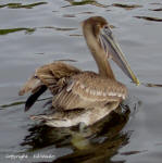 Juvenile Brown pelican