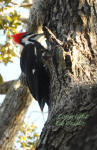 Pileated woodpecker in an Oak tree.