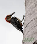 A Red-bellied woodpecker brings an insect back to its nest.