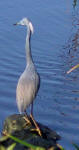A Tri-colored Heron waits for a fish to pass by.