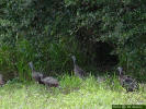 A flock of Florida Turkey