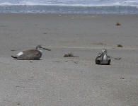 A pair of Willets resting on a coastal beach.