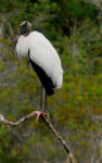 Perched Wood stork