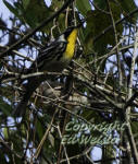A Yellow-throated Warbler.