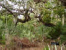 Image - photgraph of a Maritime Oak Hammock.