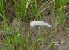 Cogongrass (Imperata cylindrica)