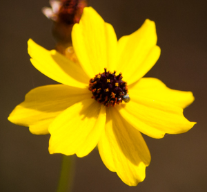 Coreopsis - Florida state wildflower