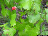 Southern dewberry fruit