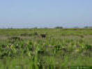 Dry Prarie habitat