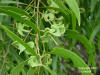 Earleafed Acacia (Acacia auriculiformis)