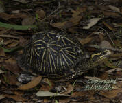 A Florida Box turtle comes out to say hello.