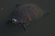 Florida Redbelly Turtle with algae growing on its carapace.