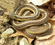 An Eastern Garter snake basking on rocks.