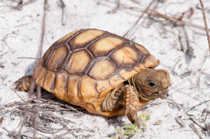A juvenile gopher tortise 