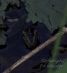 Florida Banded Water Snake hiding under floating leaves.