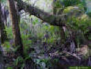 Image - Hardwood swamp on a river floodplain