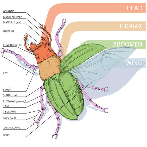 Diagram of basic beetle anatomy 