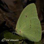 A male Cloudless Sulphur butterfly at rest.