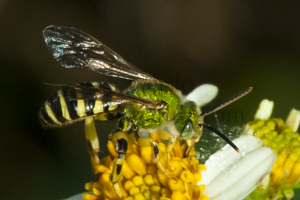 Brown-winged Striped-Sweat bee - Agapostemon splendens / Male