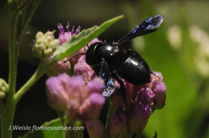 Southern carpenter bee _Female