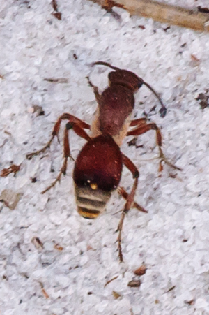 Dorsal view of  "velvet ant" wasp