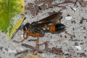 Great golden digger wasp - Sphex ichneumoneus