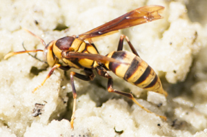 Horse's paper wasp