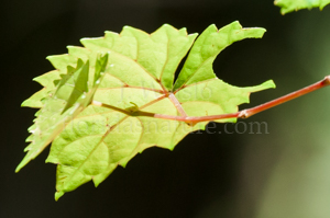 Grape vine leaf showing circular cut-out made by leafcutter bee