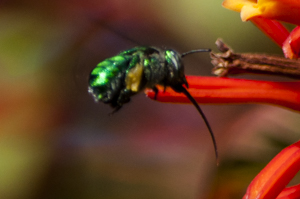 Orchid bee showing extended tongue