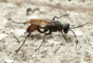 Prionyx wasp