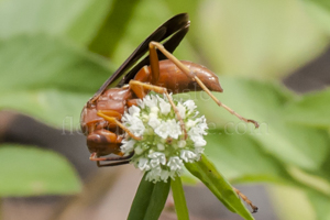 Red paper wasp