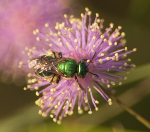 Small green sweat bee - Agapostemon