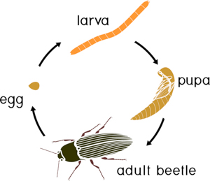 Diagram of a beetles life cycle