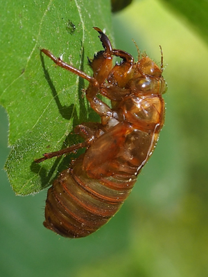 Cicada casting on a leaf