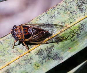 Cicada bug
