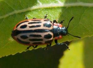 Cottonwood Leaf Beetle - Chrysomela scripta