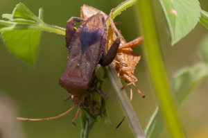 Helmeted squash bug - Euthochtha galeator