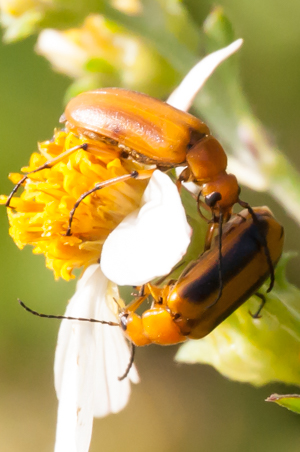 Nemognatha punctulata _ Blister beetle